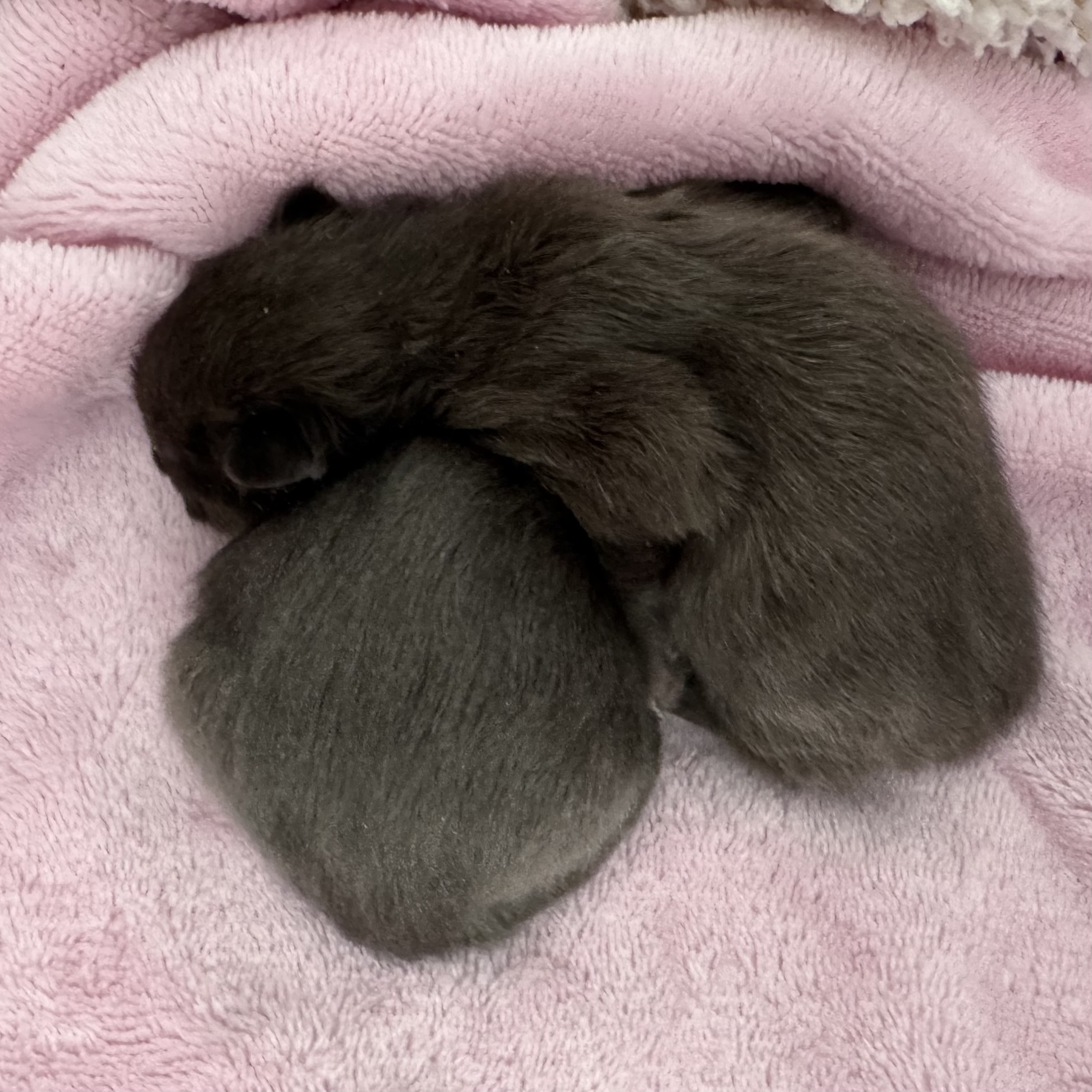 chatons 1 jour