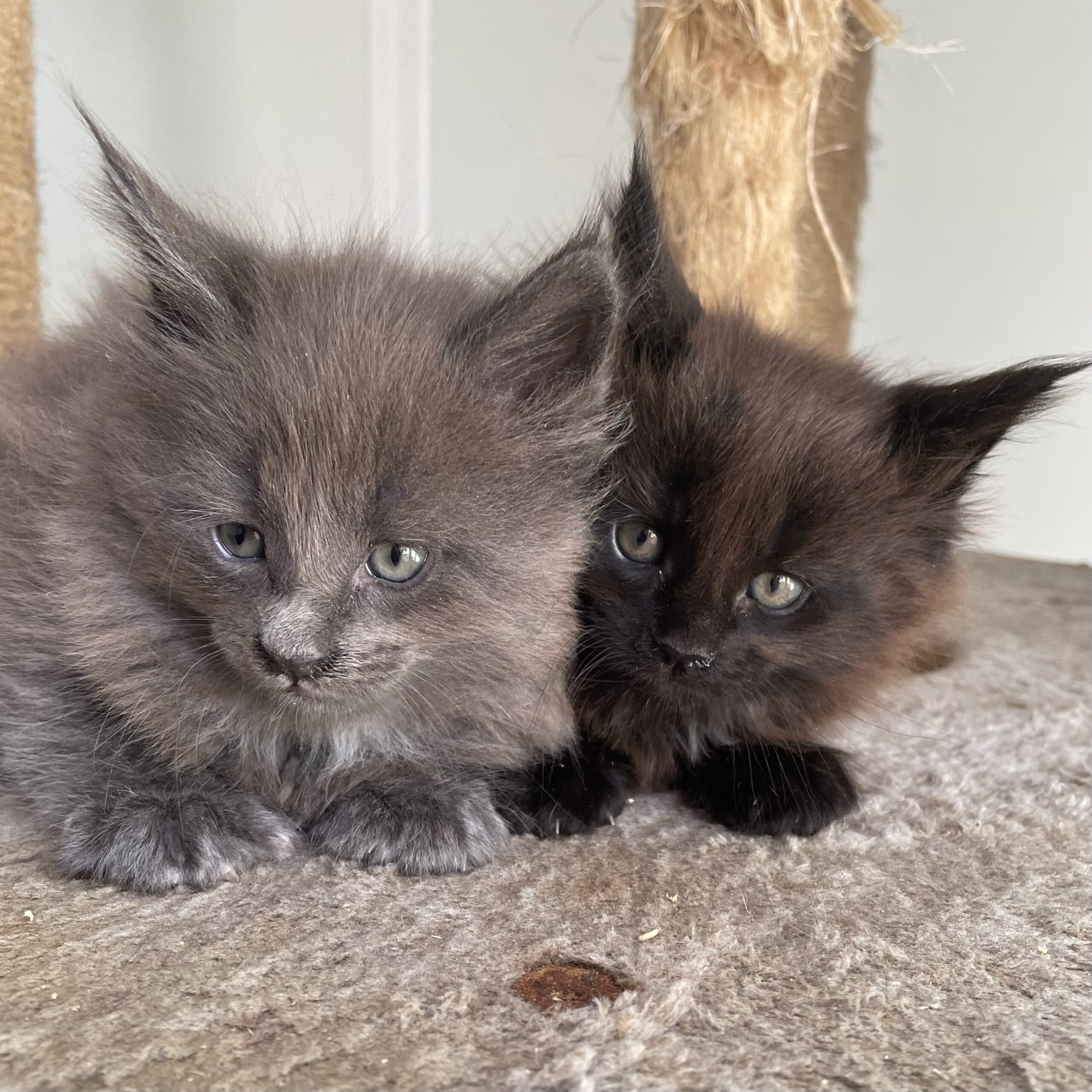 chatons 6 semaines (1)
