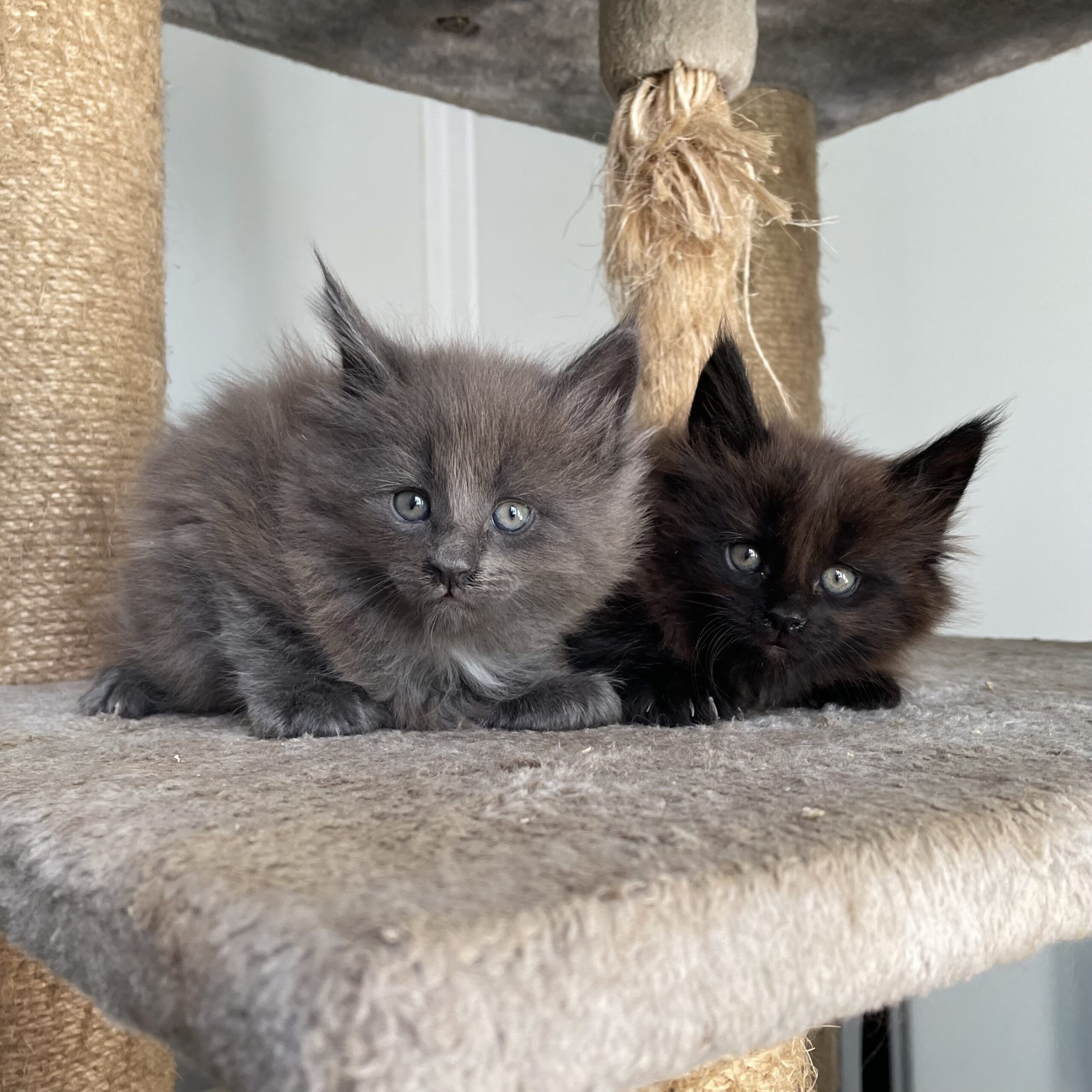 chatons 6 semaines (2)