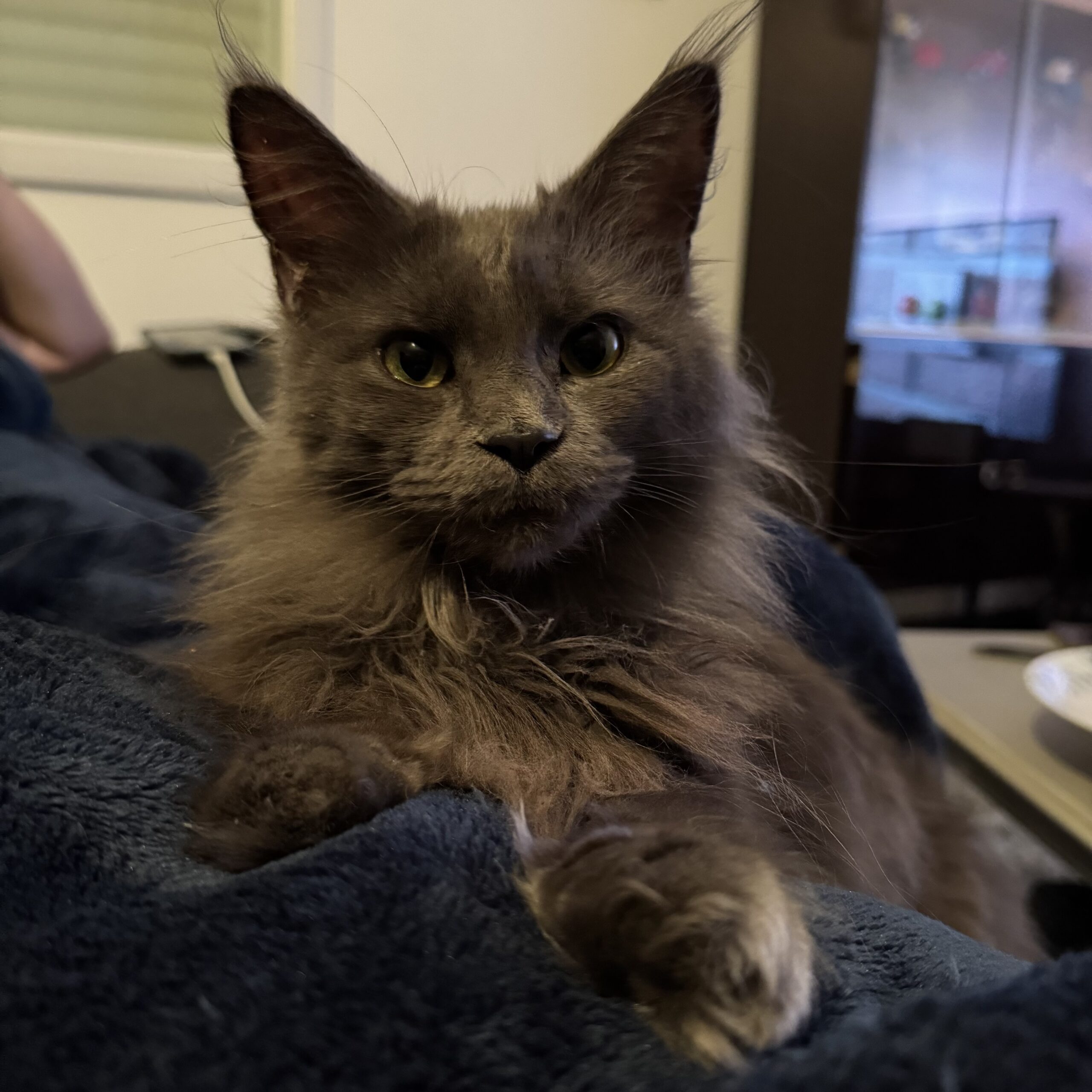 Kida