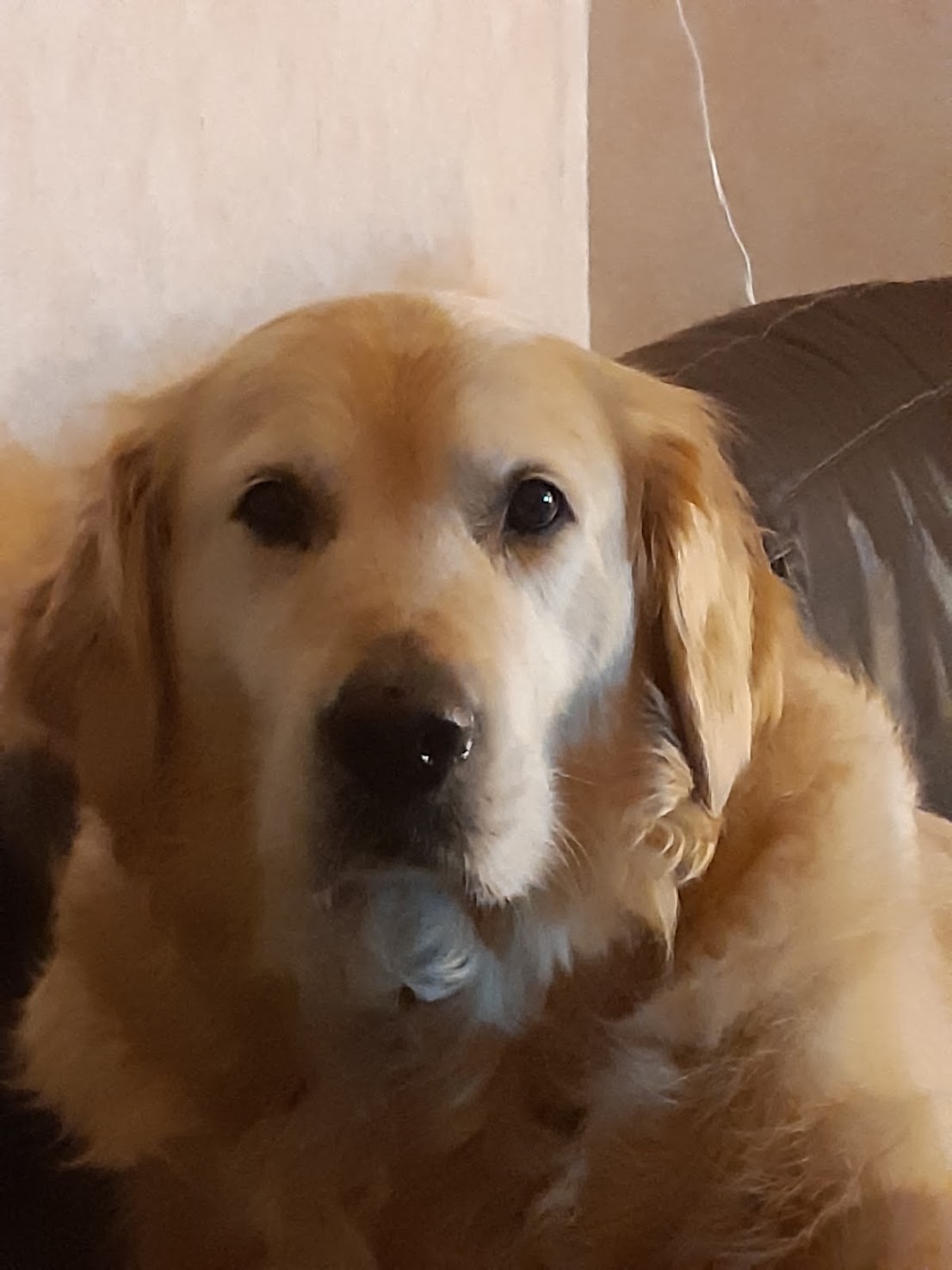 Golden Retriever d'Anna
