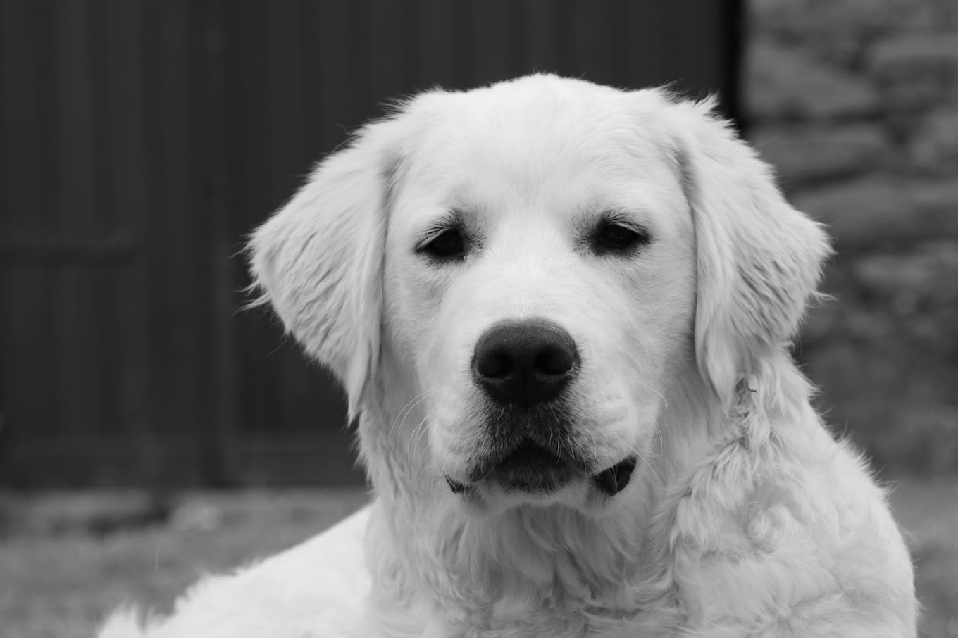 Golden Retriever d'Anna