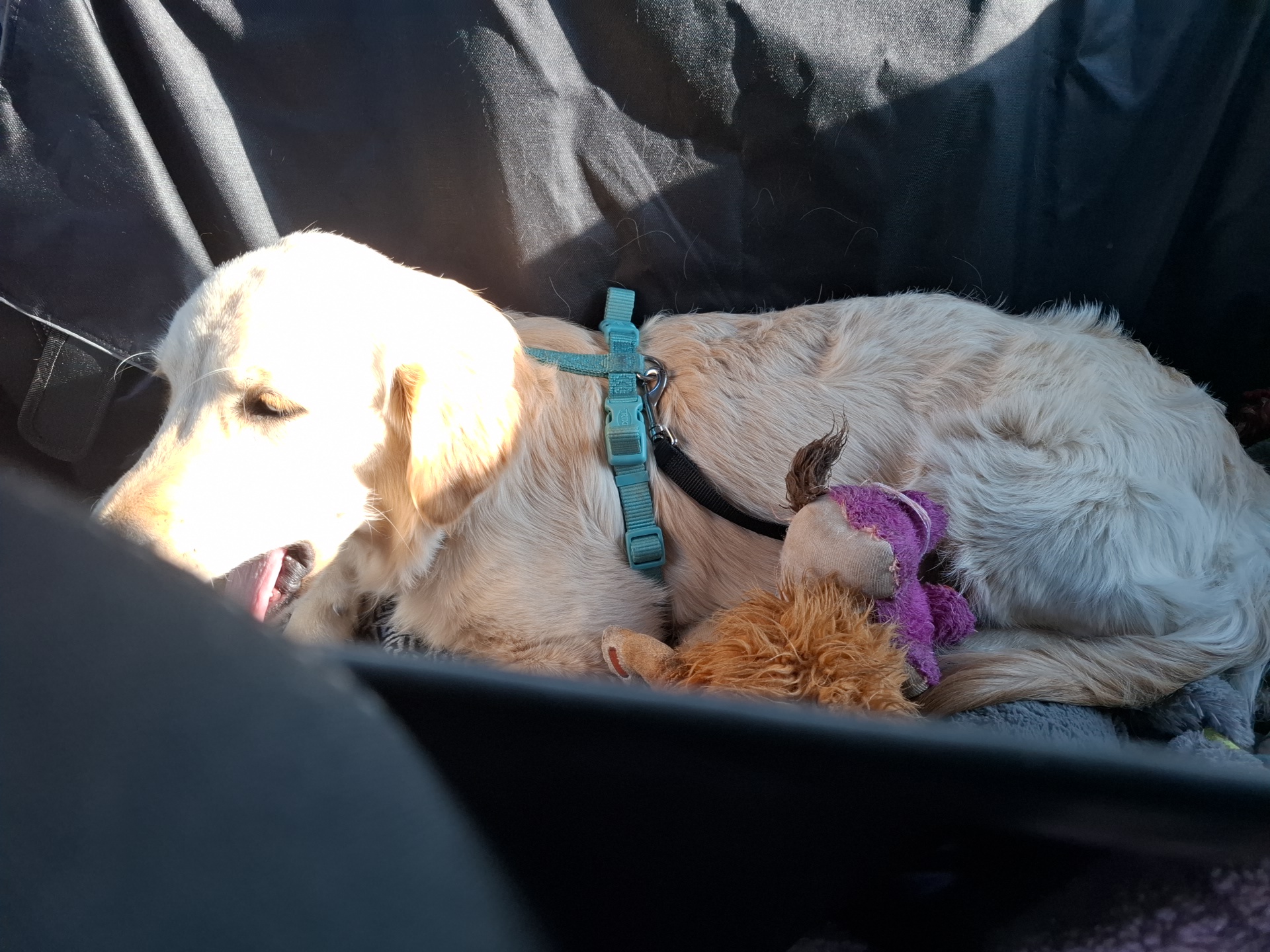 Golden Retriever d'Anna