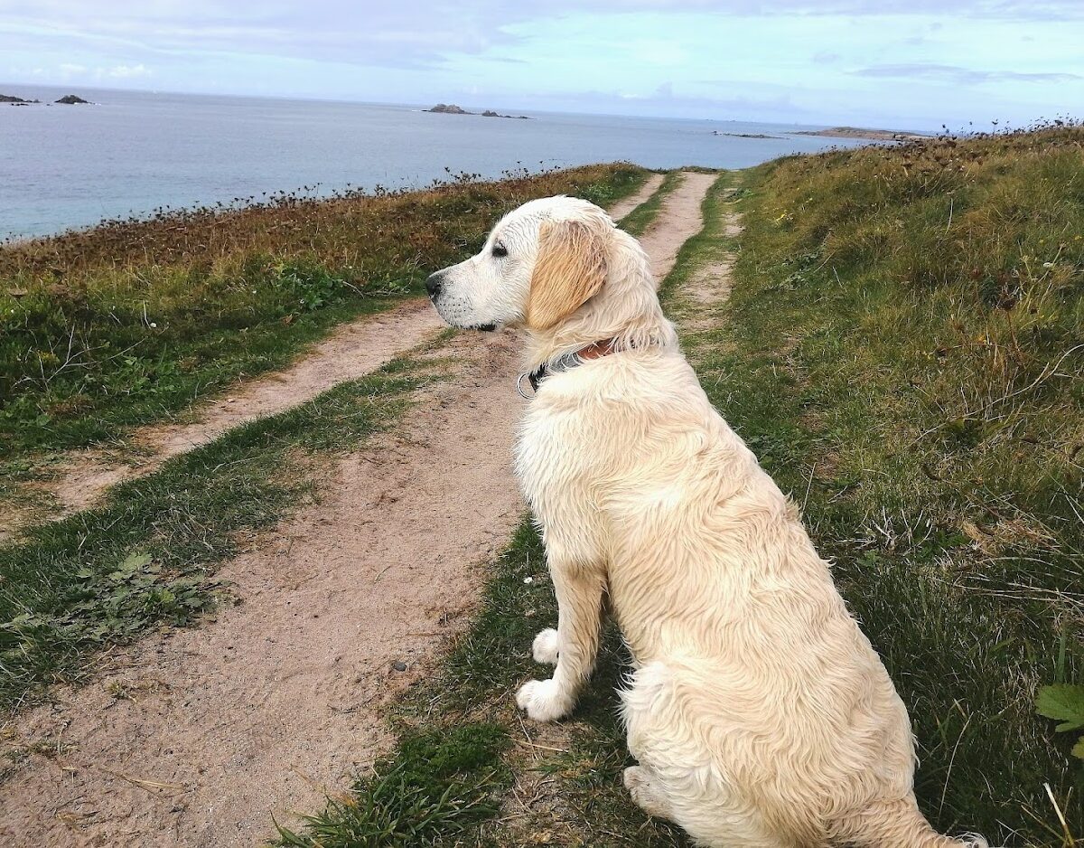 Golden Retriever d'Anna