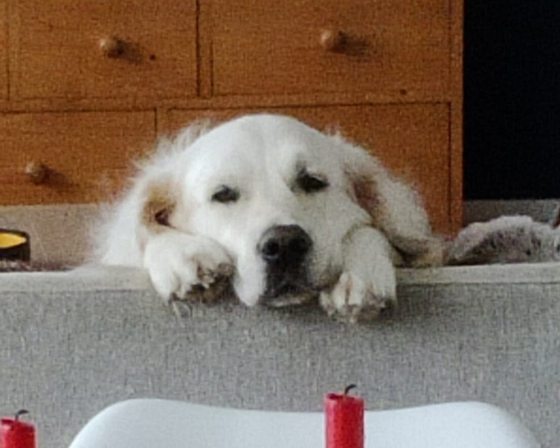 Golden Retriever d'Anna