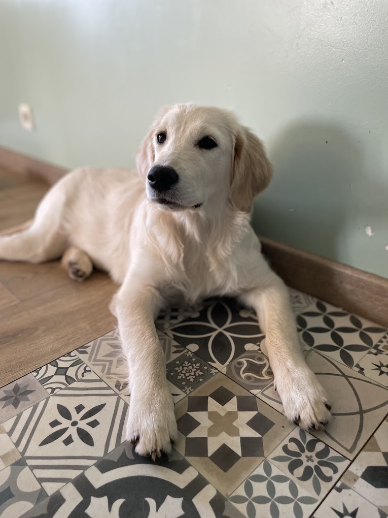 Golden Retriever d'Anna