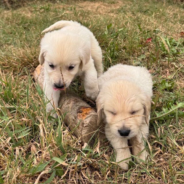 Chiots suki 6sem (11)