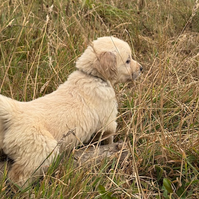 Chiots suki 6sem (12)