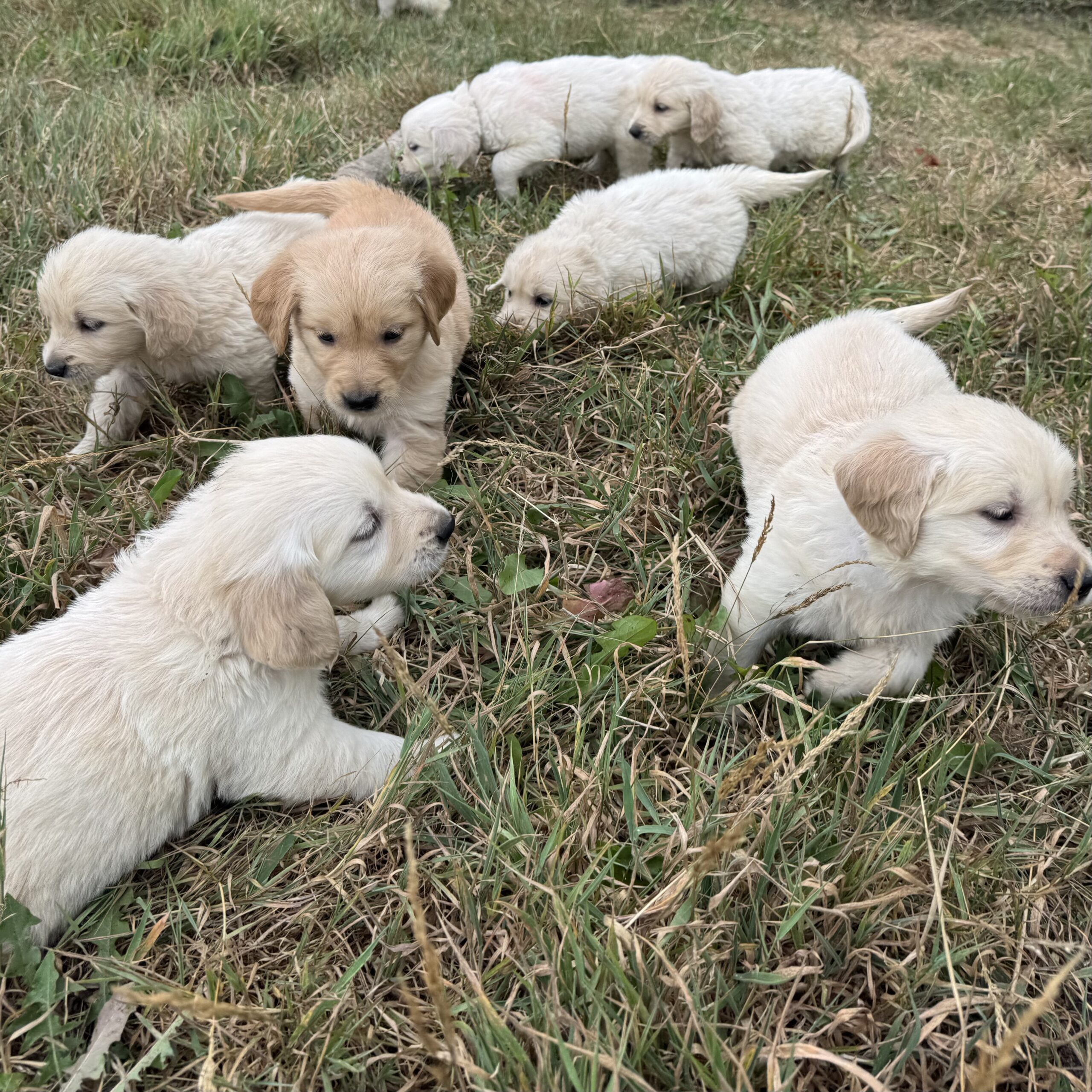 Chiots suki 6sem (13)