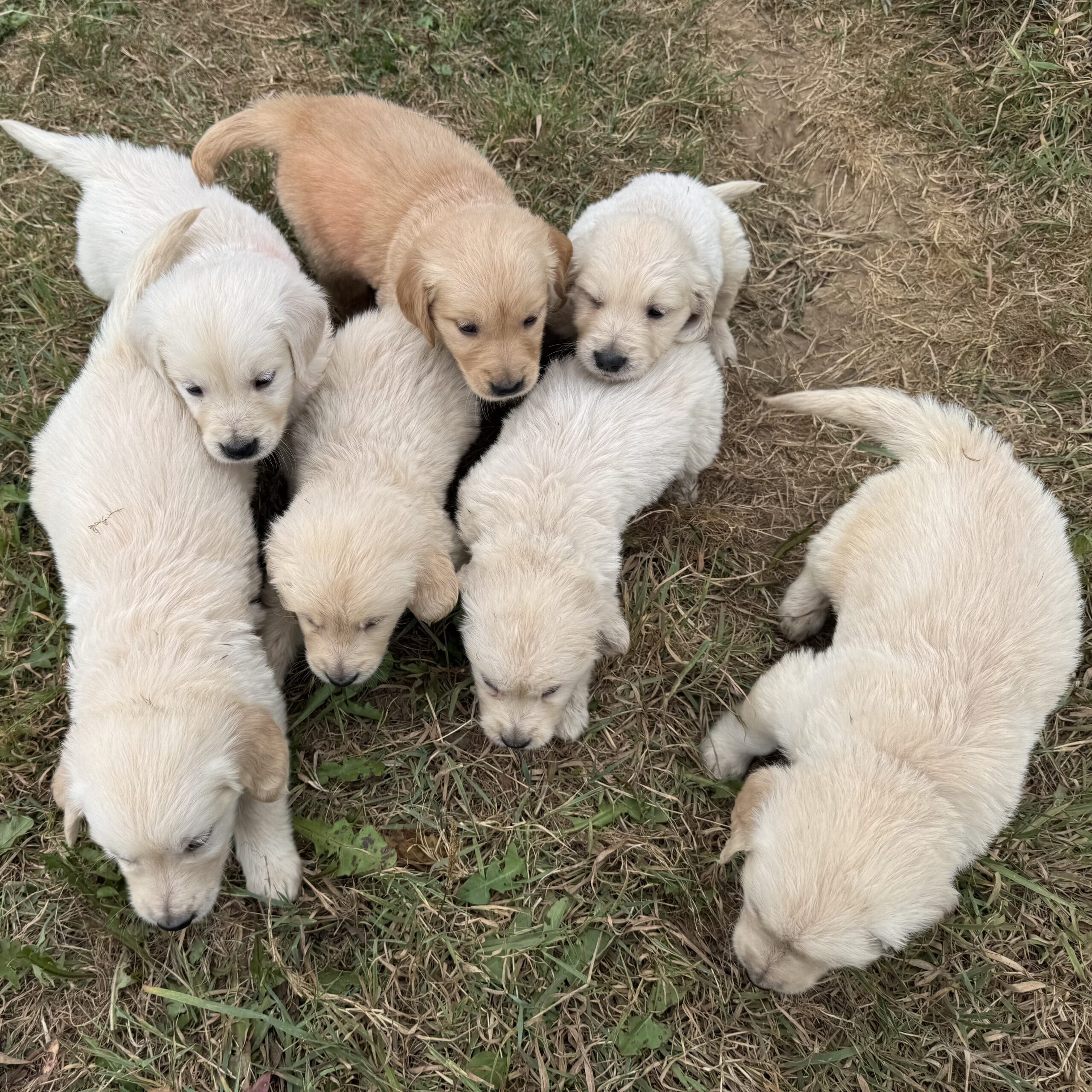 Chiots suki 6sem (15)