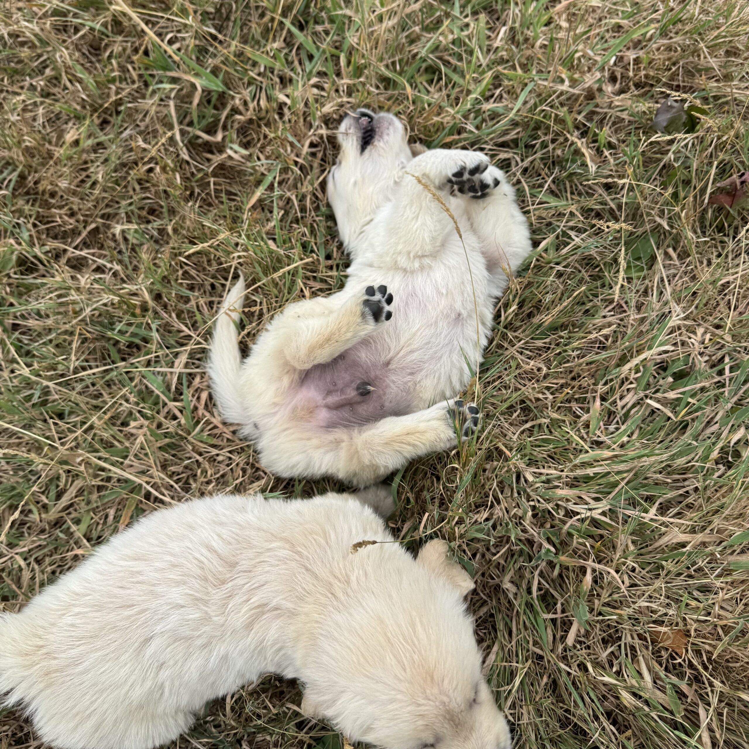Chiots suki 6sem (16)