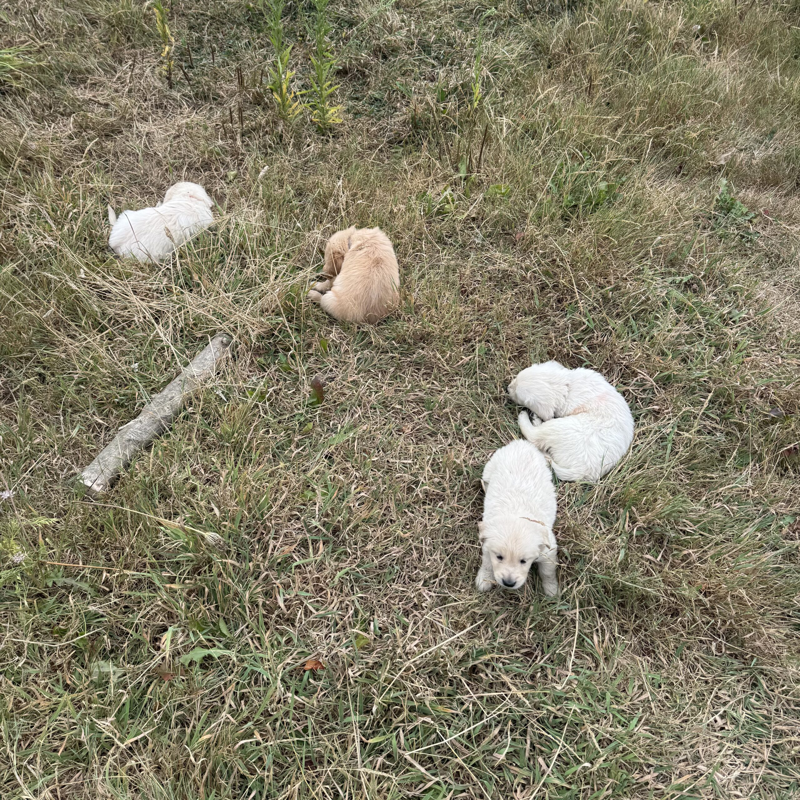Chiots suki 6sem (9)